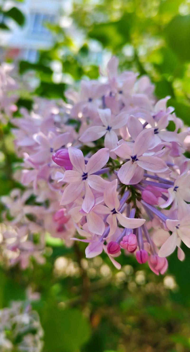 探索“丁香花免费高清完整在线观看”的魅力与价值